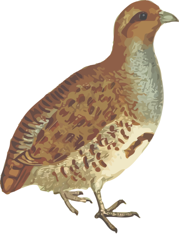 Common Quail Phasianidae Grey Partridge Bird - Partridge Png (575x750), Png Download