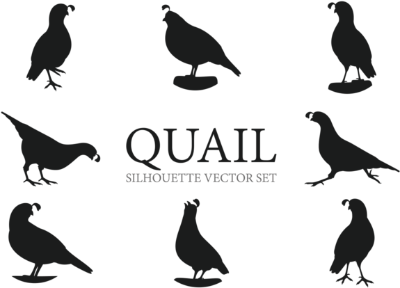 Quail Silhouettes Vectors - Quail Silhouette (700x490), Png Download