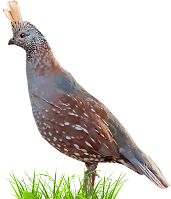 Quail (400x400), Png Download