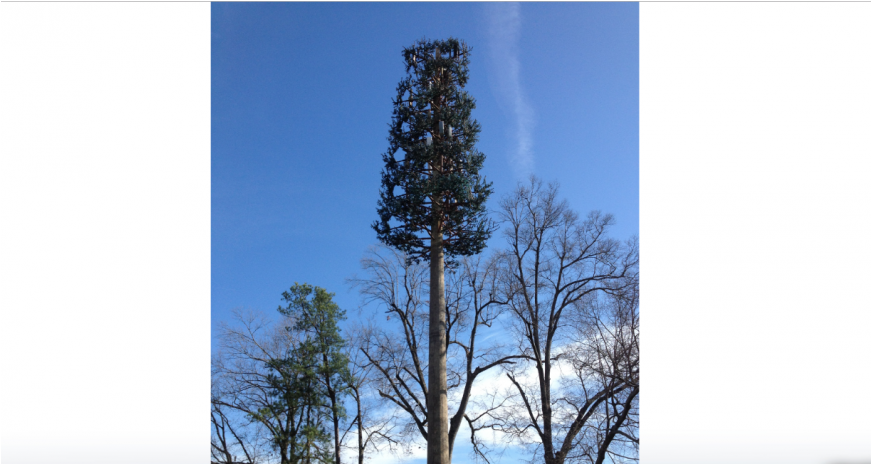 Proposed 'monopine' Tower To Improve Cell Signals Near - Pond Pine (870x580), Png Download