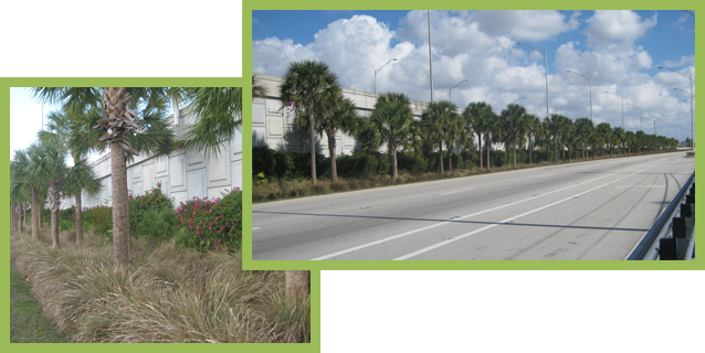 Landscaping Along State Road 80 - Road (638x320), Png Download