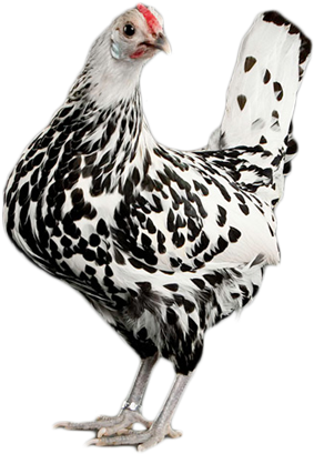 Chicken As Food (500x500), Png Download