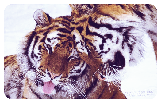 Cute Tigers - Tiger Nuzzling (563x376), Png Download