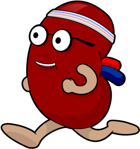 Kidney Guy Running - Running Kidney Clip Art (477x500), Png Download