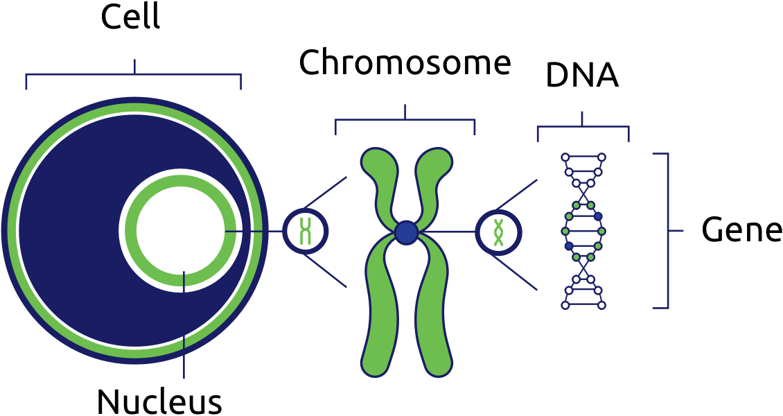 Cells Are The Basic Building Blocks Of All Living Things - Dna Genes Chromosomes Cell (1130x600), Png Download