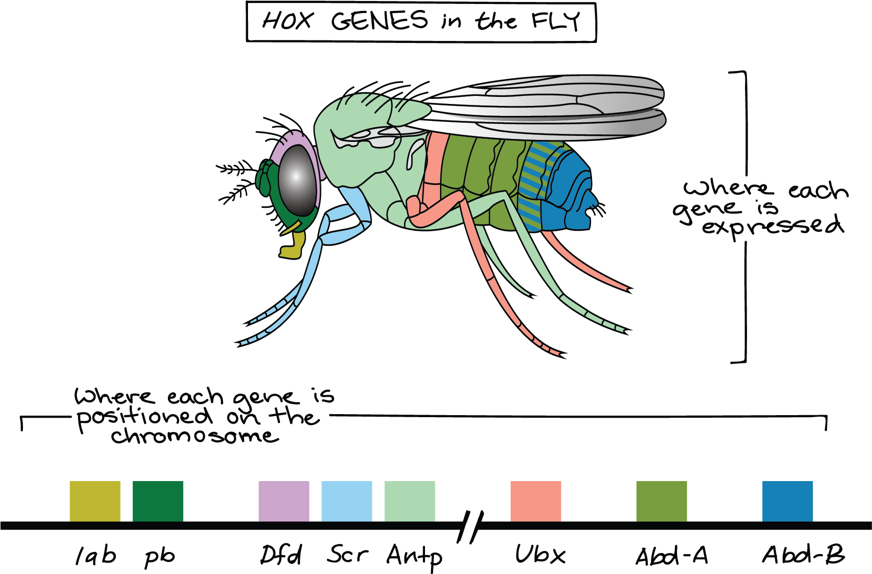 Hox Genes (1813x1175), Png Download