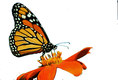Monarch Outline - Dirty Gardener Bloodflower Tropical Milkweed Flowers: (404x305), Png Download