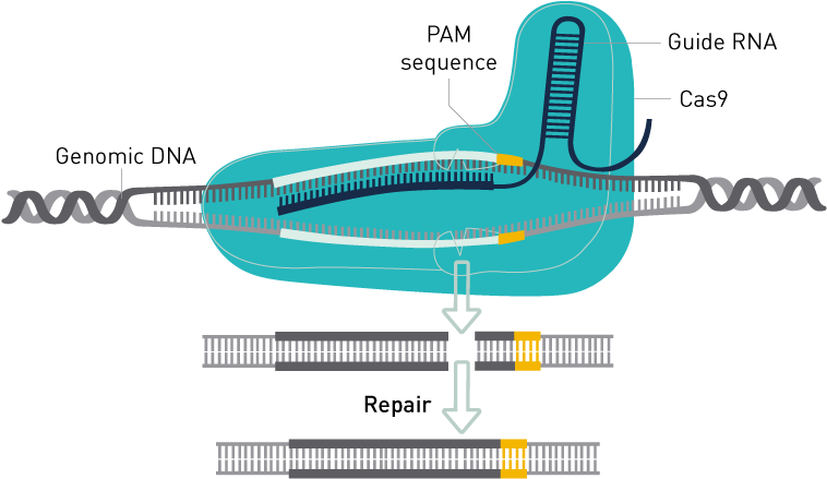 Crispr Cas9 Genome Editing (842x595), Png Download