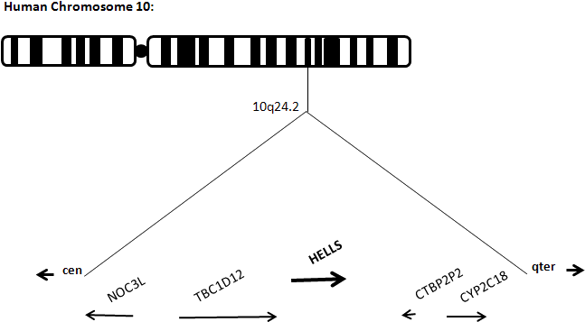 The Hells Gene Is Located On The Long Arm Of Human - Lymphoid Specific Helicase Hells (651x363), Png Download