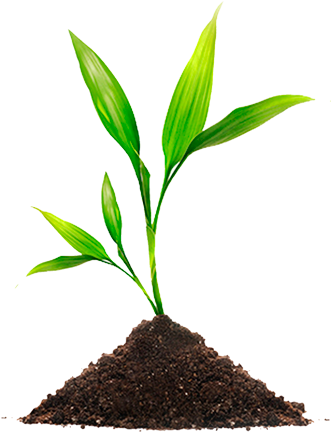 Planta - Seed On Good Soil, Bulletins, 100 (330x444), Png Download