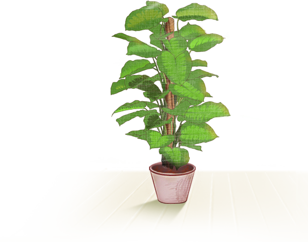 Plants (620x488), Png Download