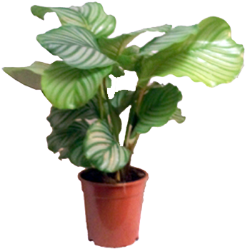 Calathea - Calathea Planta (426x426), Png Download