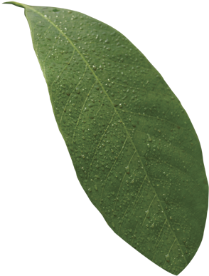 Folha Planta Png - Folha De Planta Png (400x440), Png Download