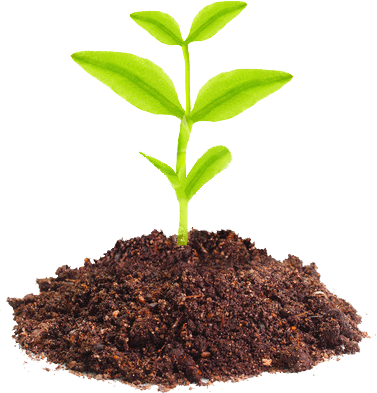 Planta Sustentavel - Planta Crescendo Em Desenho (377x393), Png Download