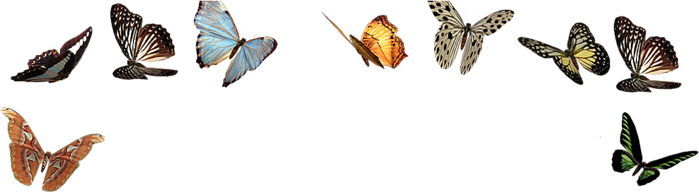 Splesh Png Borboletas Png - Swallowtail Butterfly (1000x400), Png Download