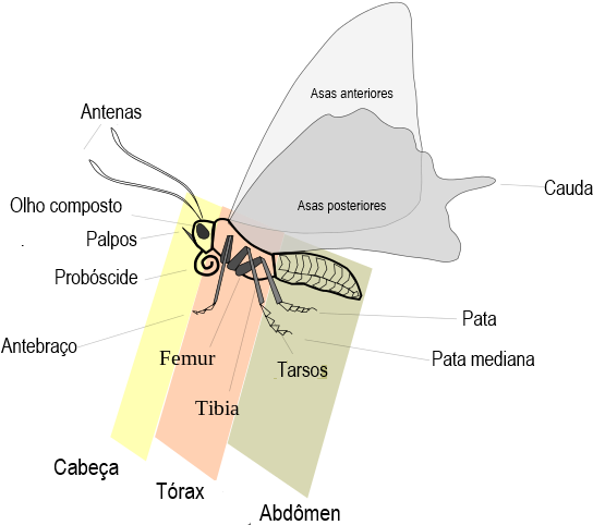 Anatomia Das Borboletas - Parts Of A Butterfly (640x544), Png Download