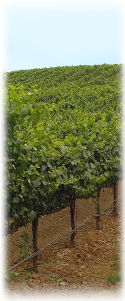 Pinot Noir - Hedge (250x623), Png Download