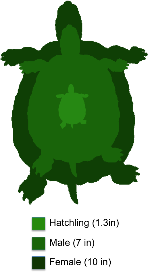 The Shaded Region Represents The Range Of The Yellow-bellied - Yellow Bellied Slider (521x944), Png Download