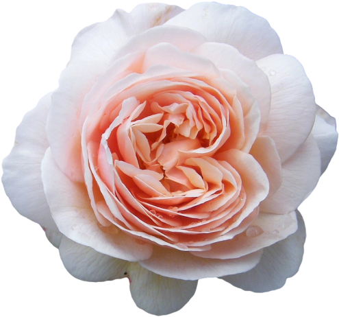 Roses Transparent Tumblr - Flower Crown Cut Out (500x473), Png Download