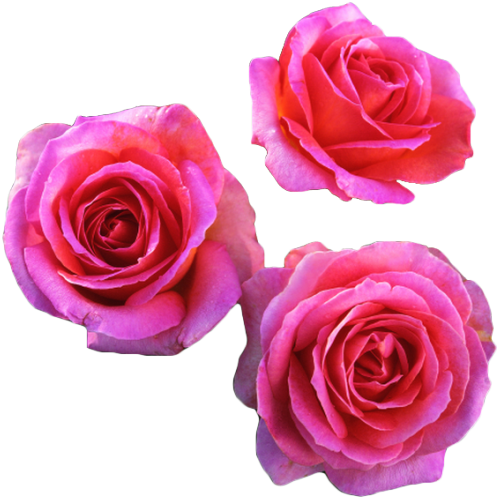 Roses Transparent Tumblr - Hybrid Tea Rose Breeds (500x522), Png Download