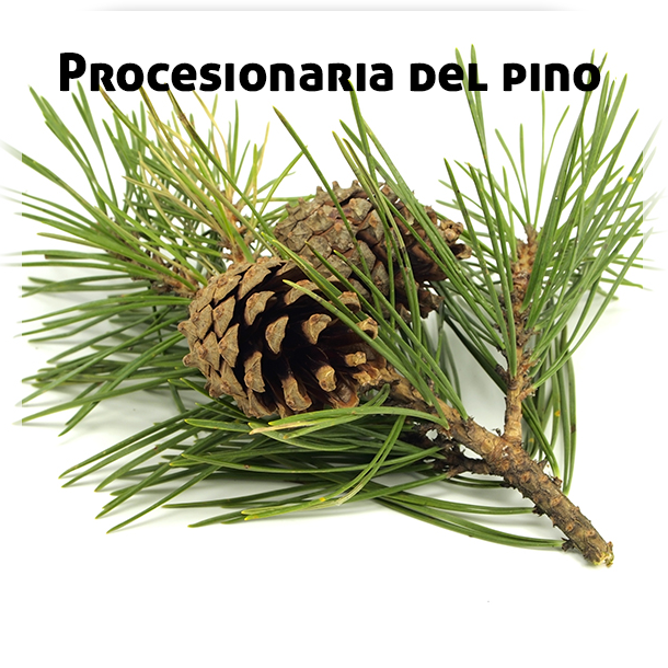 Procesionaria Pinos - Pine Branch (610x610), Png Download