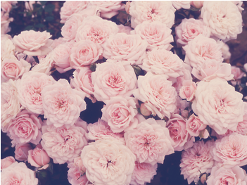 Beautiful Halloween Desktop Wallpaper Hd Hd Wallpapers - Background Pictures For Instagram (350x350), Png Download