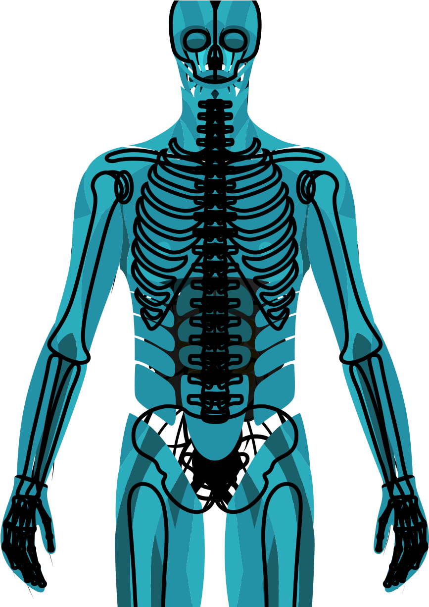 Muscular/skeletal - Muscle (1036x1224), Png Download