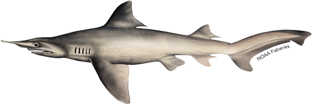 Daggernose Shark (640x427), Png Download