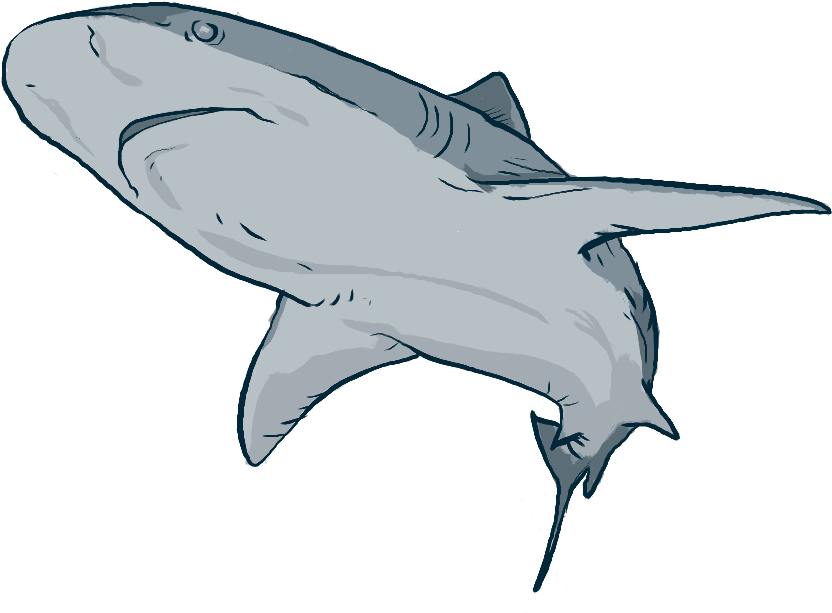 Tucuxi (851x628), Png Download