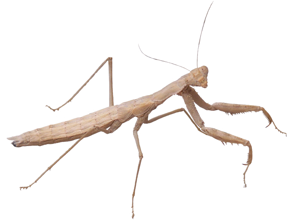 Mantidae (1032x774), Png Download