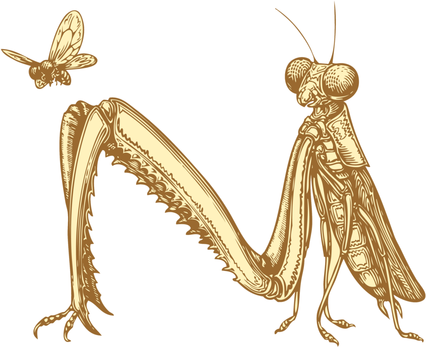 Prayingmantis Transparent Background - Portable Network Graphics (1000x750), Png Download