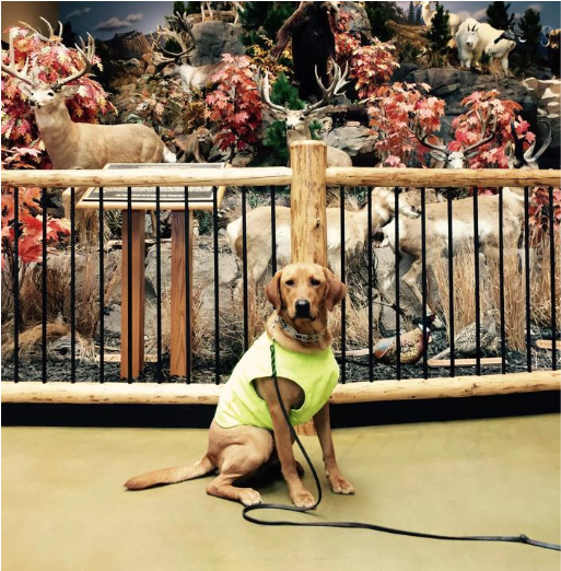 Service Dogs - Dog (888x521), Png Download