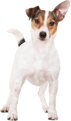 Terrier (289x488), Png Download