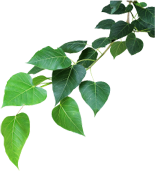 Banyan Tree Leaf Png (368x359), Png Download