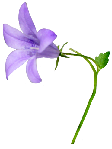 Purple Flower Clipart Detailed Flower - Bellflower Clipart (478x531), Png Download