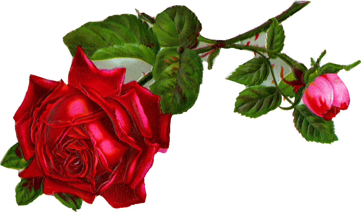 Rose Flower Clipart Hd (1600x1016), Png Download