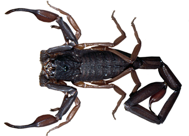 Scorpions - Florida Scorpions (450x300), Png Download