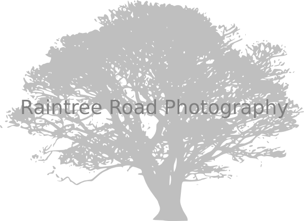 How To Set Use African Tree Clipart (600x436), Png Download