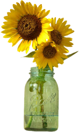 Sunflowers Png Mason Jar - Jar Sunflowers Png (313x519), Png Download