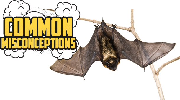Common Misconceptions - Bat - Opera Fantasias From Shadowlands, Vol. 1 (610x342), Png Download