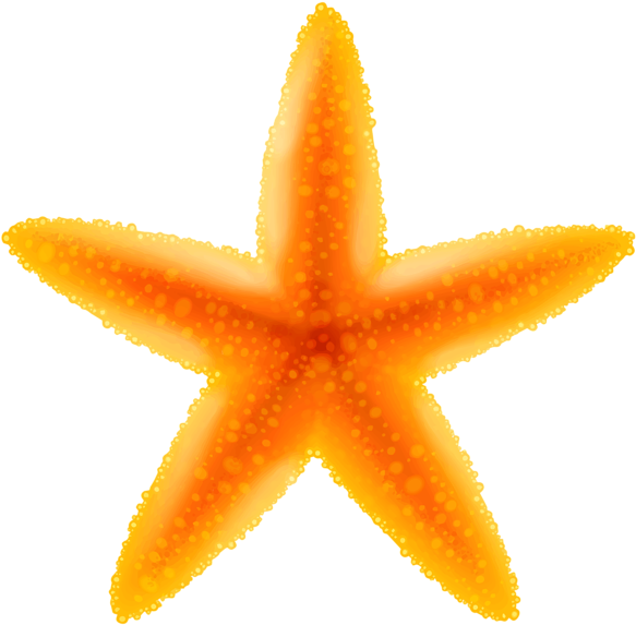 Starfish Png - Starfish Clipart Transparent (600x585), Png Download