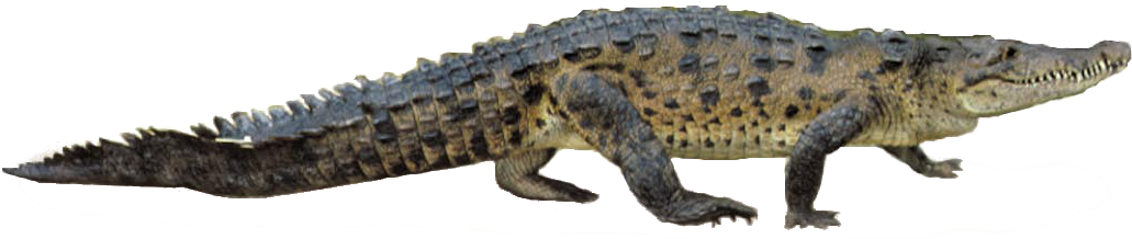 American Crocodile (1066x254), Png Download