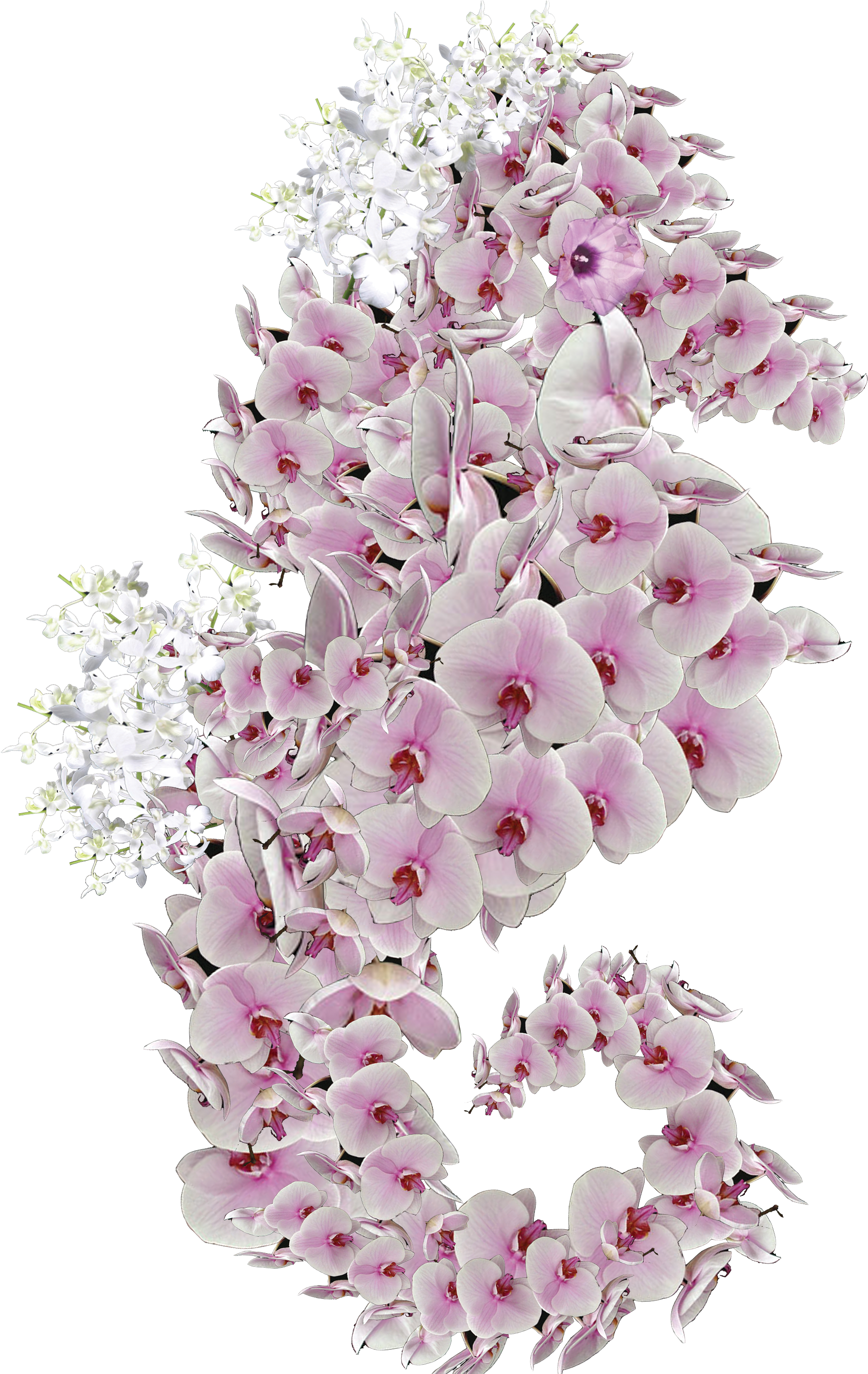 57 Am 3607068 Luigi 11/29/2012 - Bouquet (2400x3000), Png Download