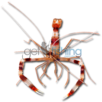 Banded Coral Shrimp - Banded Coral Shrimp Png (648x350), Png Download