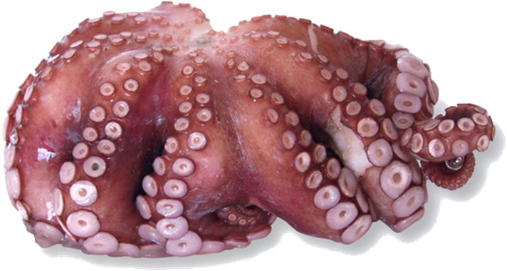 Octopuses - Octopus (870x603), Png Download