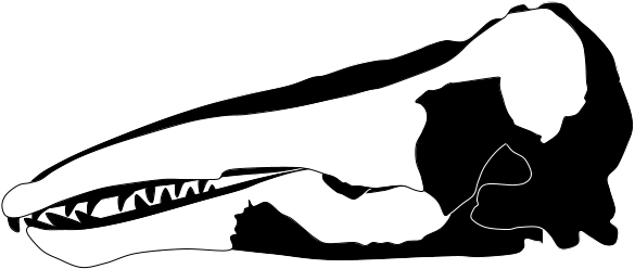 Charlotte Whale - Skull (623x290), Png Download