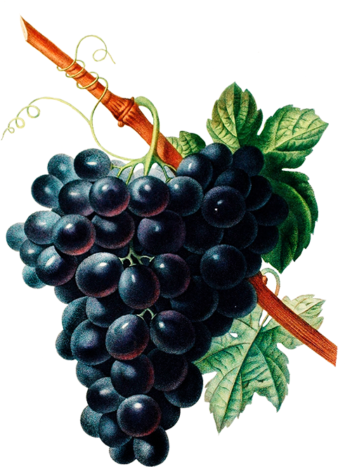 Bouquet Of Pansies, Black Grapes - Wine Red Grapes Vintage Style Metal Sign (553x709), Png Download