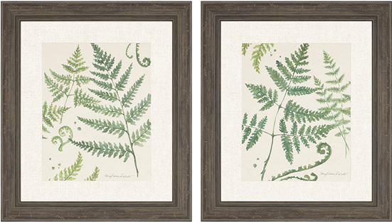 Ferns Pk/2 - 'ferns' 2 Piece Framed Graphic Art Print Set (550x550), Png Download