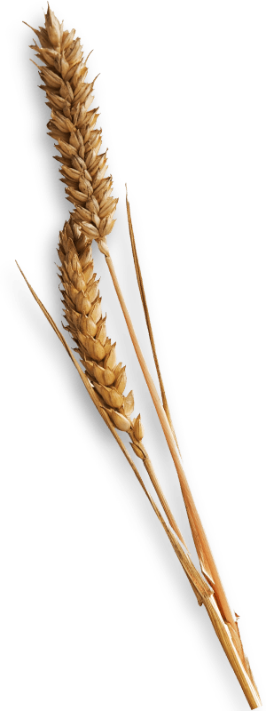 Wheat Glove - Single Piece Of Hay (300x800), Png Download