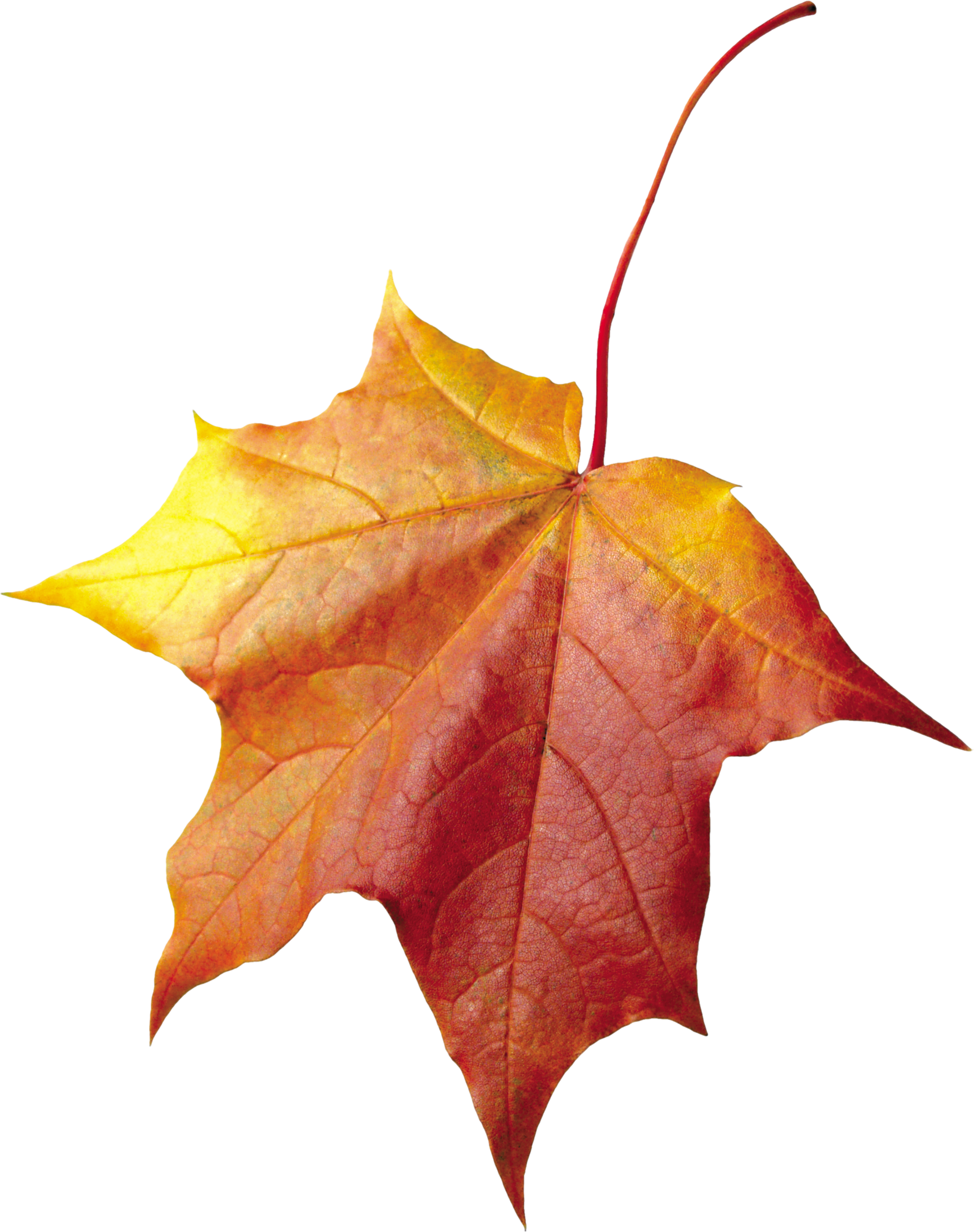 Maple Autumn Leaf Png Image - Осенние Листья Для Фотошопа (2135x2700), Png Download